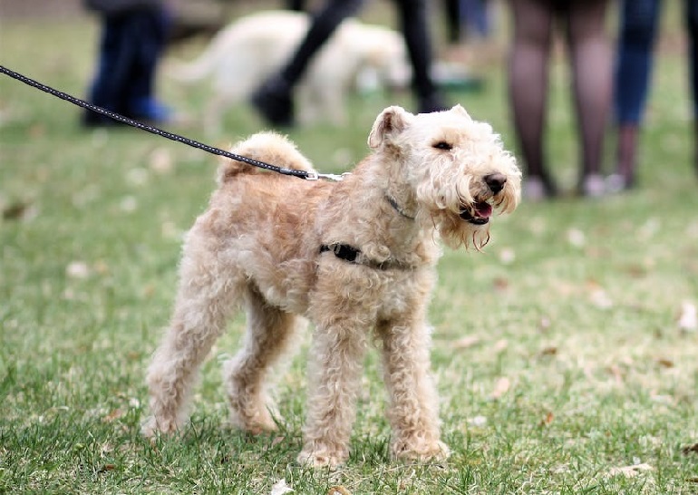 Are Lakeland Terriers Polite With Strangers