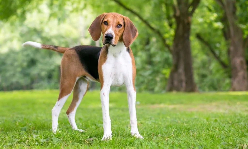 Why Do American Foxhounds Bark So Much