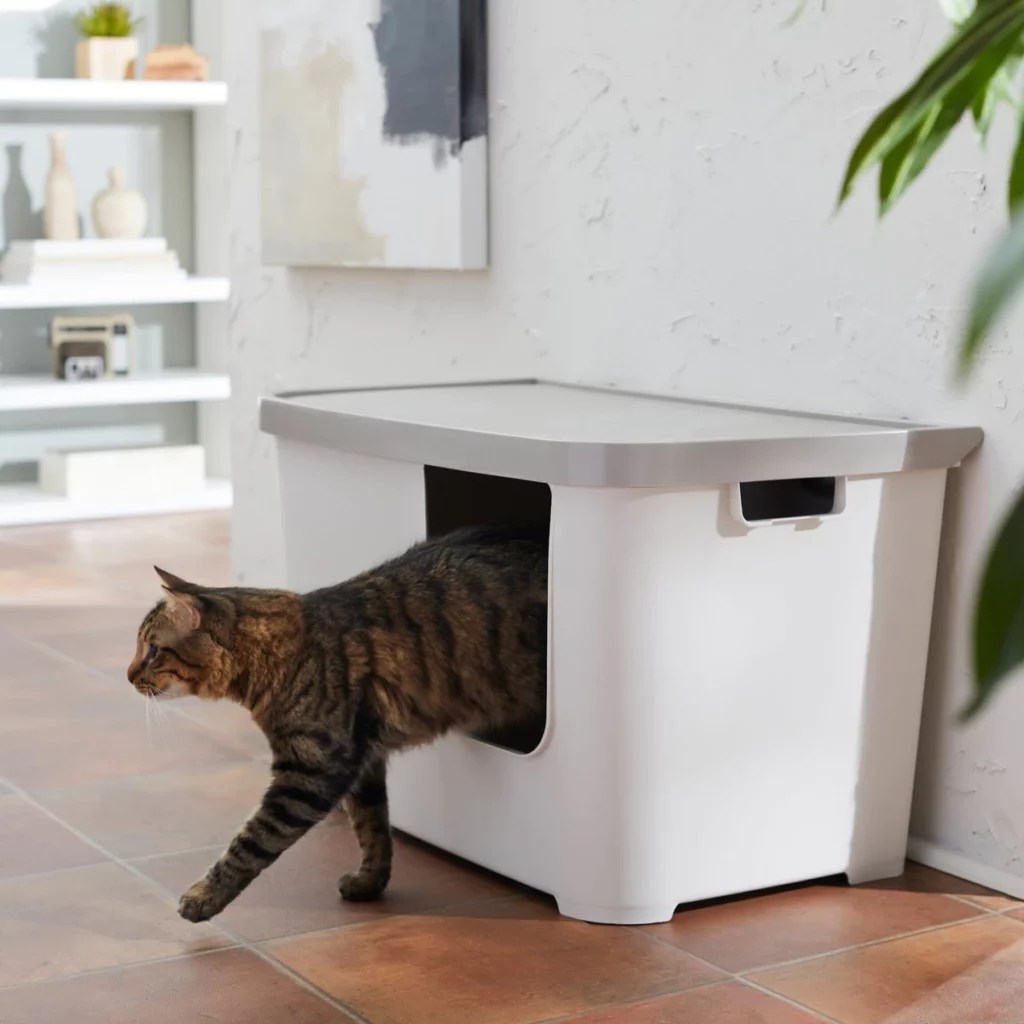 Best Litter Boxes For Small Apartments In 2024