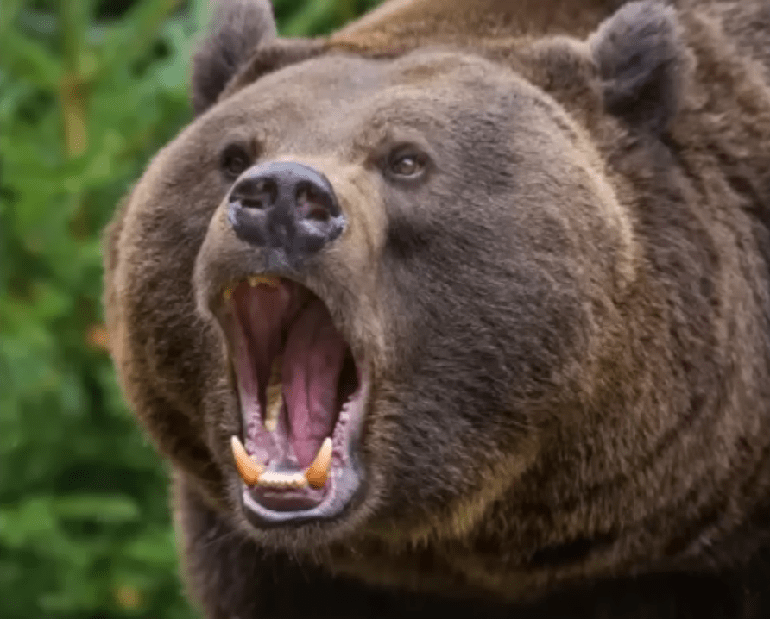 Bear Attacks Statistics Global Pandemonium Perspective
