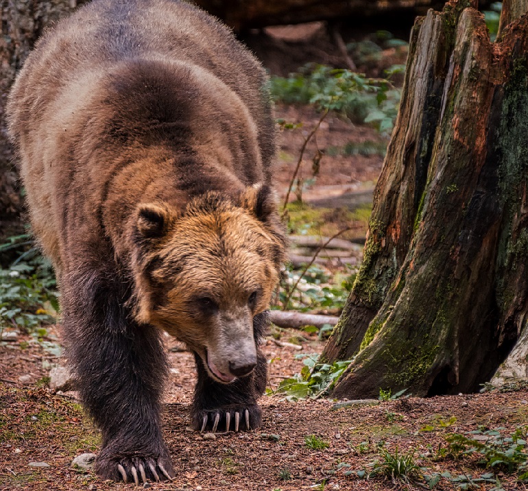 Bear Attacks Statistics Global Pandemonium Perspective