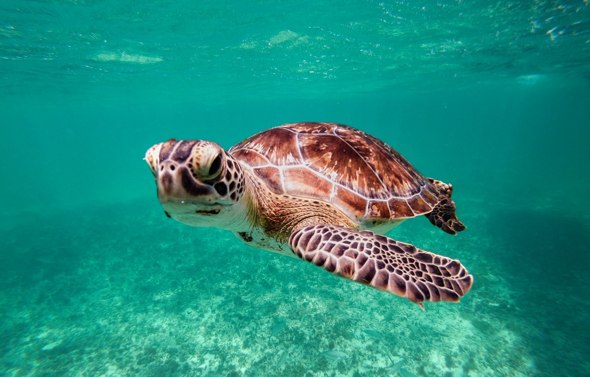 Discovering The Fascinating World Of Legal Exotic Pets