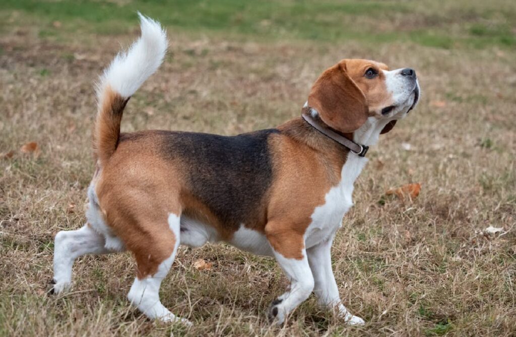 Top 17 Healthiest Dog Breeds Brimming With Health & Vitality