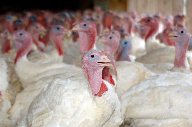 Startling Statistics How Many Turkeys Are Killed Each Year?