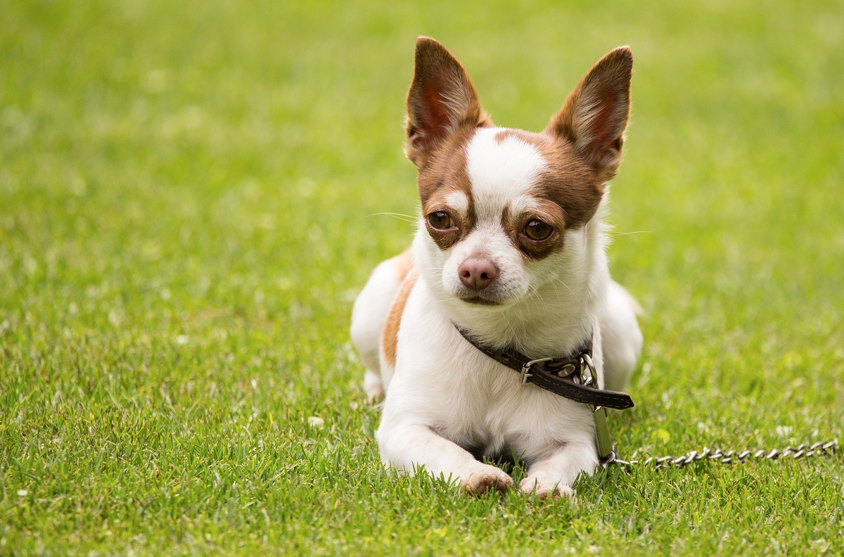 Top 9 Cheapest Dog Breeds