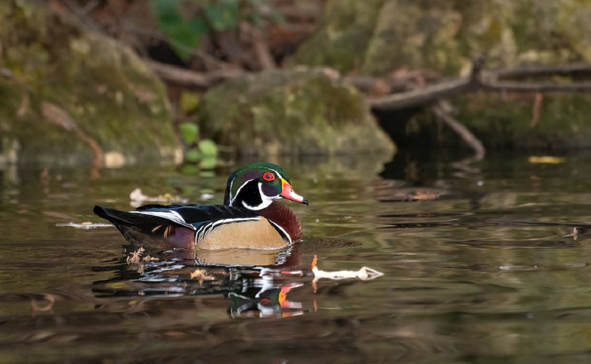 13 Types Of Ducks Beginner's Guide To Duck Identification