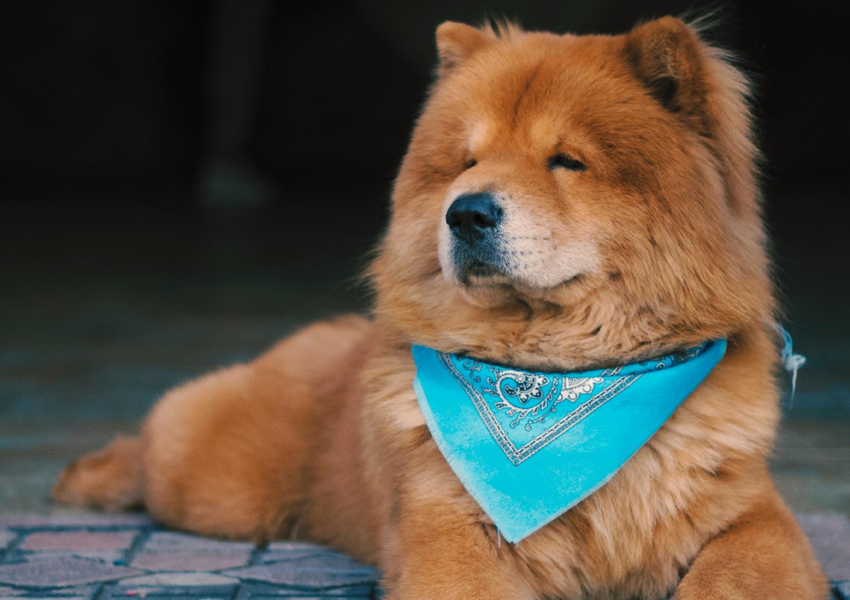 10 Best Guard Dogs For Apartment Living