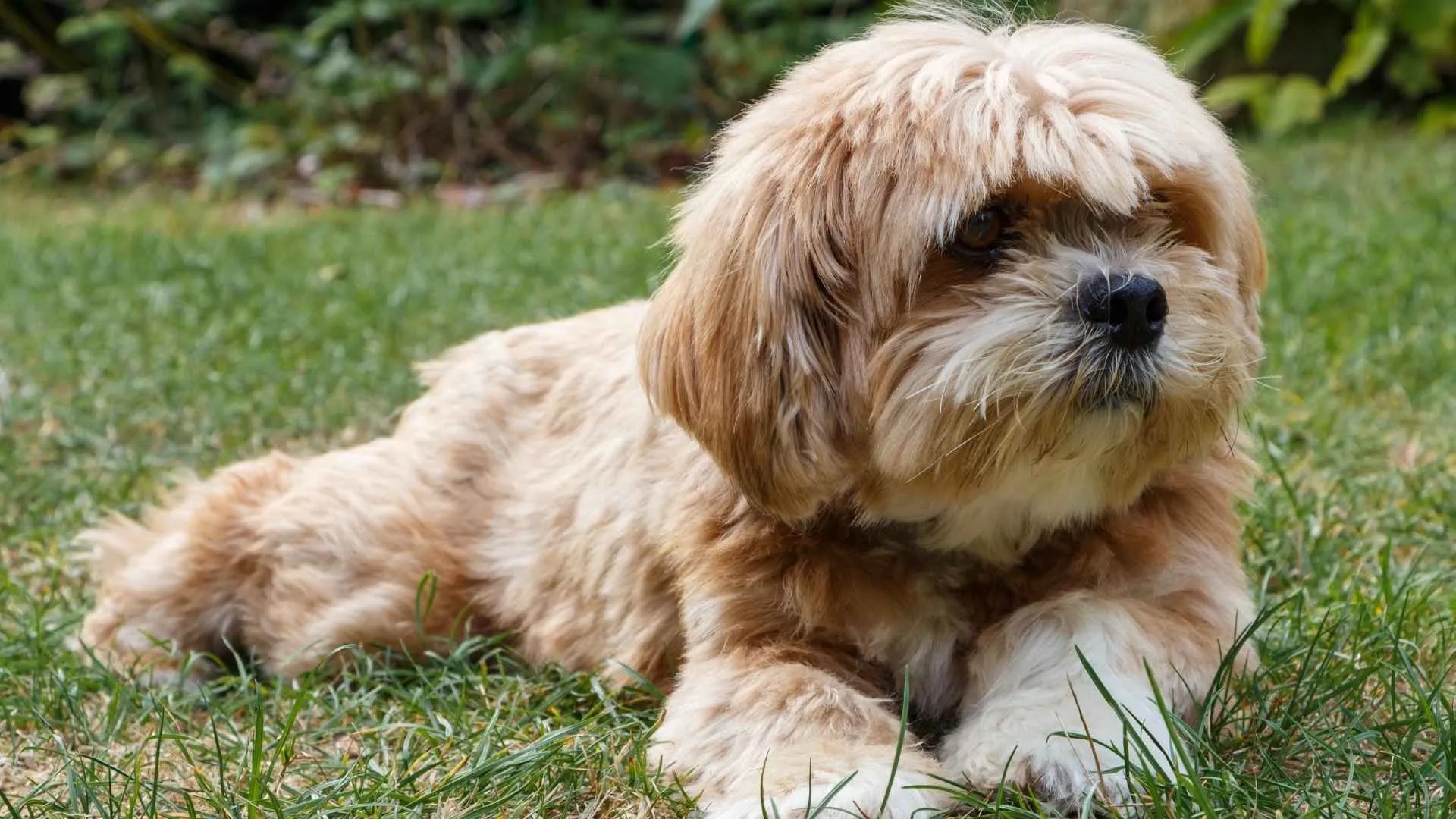 7 Beautiful Dog Breeds With Beards That Will Steal Your Heart