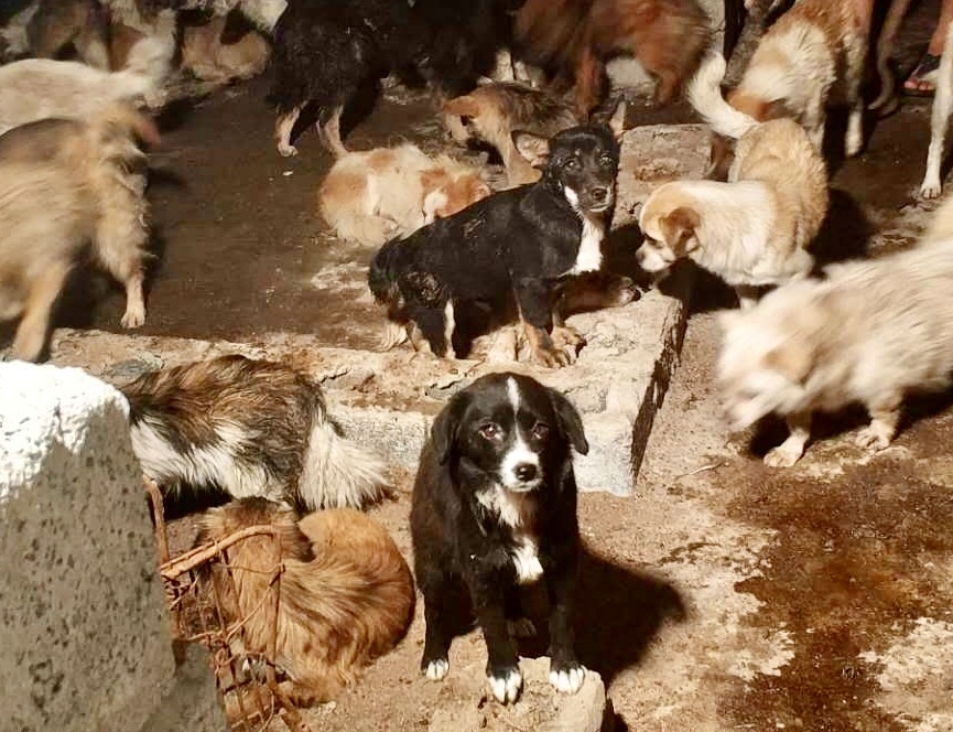 The City Of Shenzhen China’s First To Ban The Dog