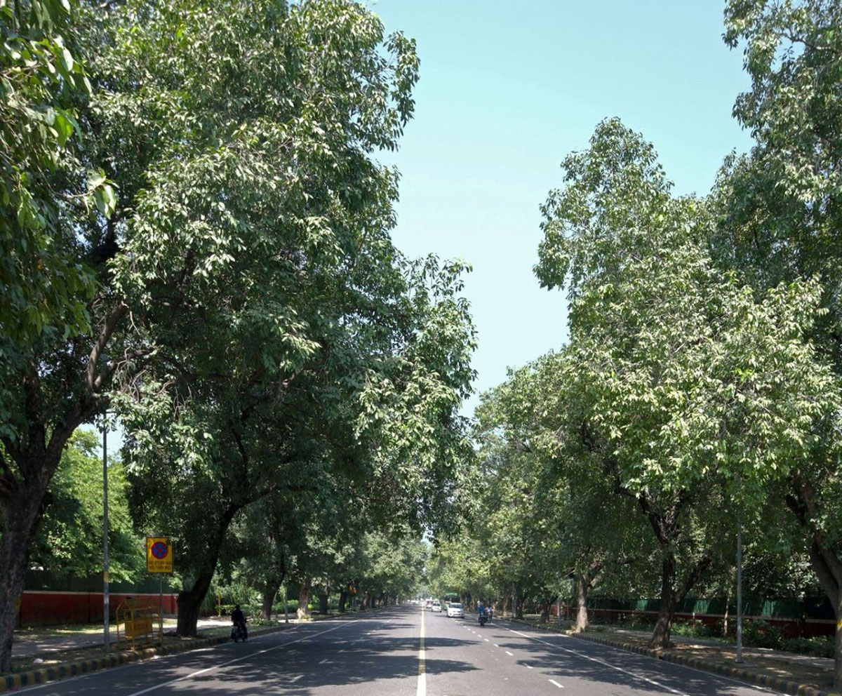 Tree Plantation Along City Roads New Delhi Is The Best In India