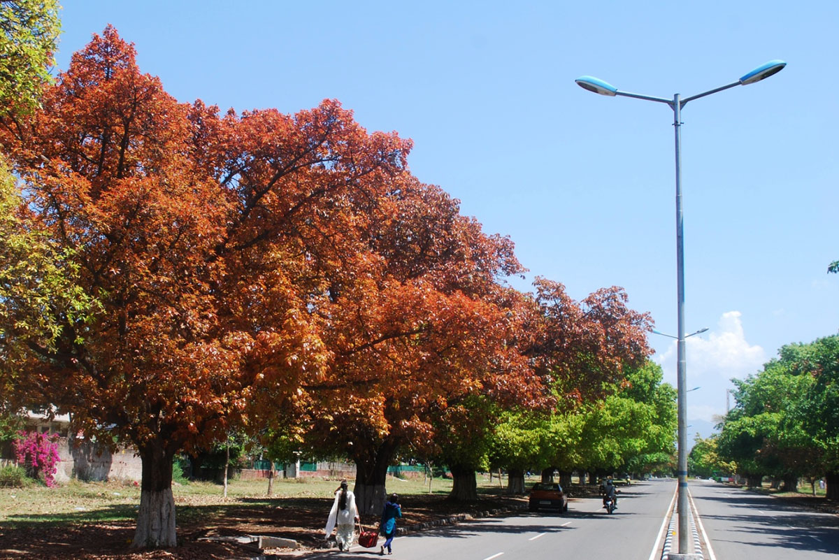 Tree plantation along city roads Chandigarh is second best after New Delhi