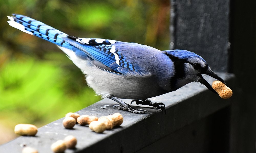 Do blue jays eat cat food
