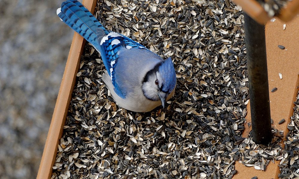 Top 18 how to attract blue jays
