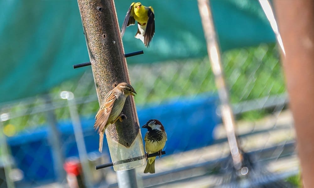 12 Tips on How to Attract Finches to Your Yard (2022) World Birds