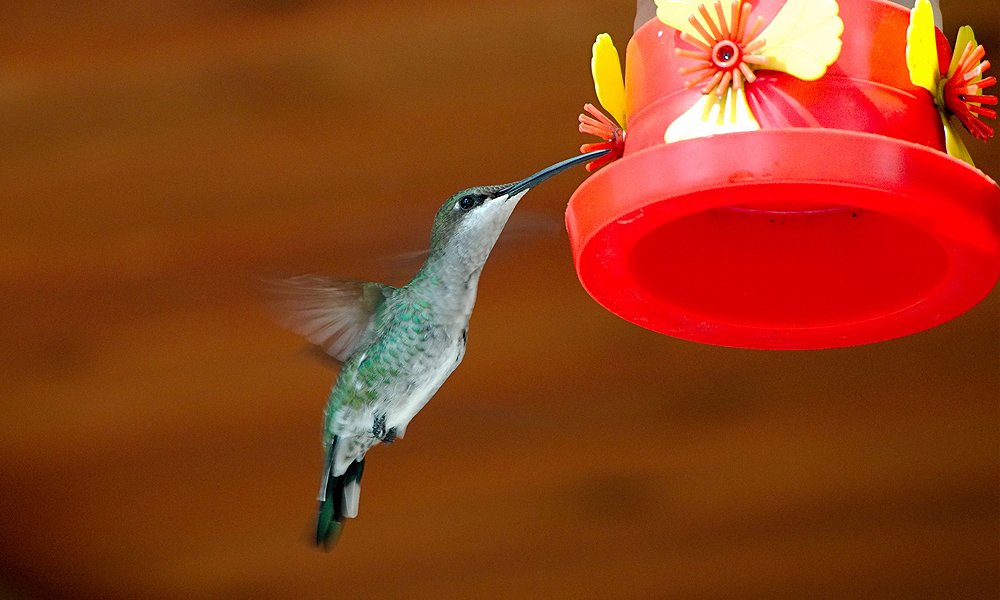 12 Tips on How to Keep Bees Away From Hummingbird Feeders World Birds