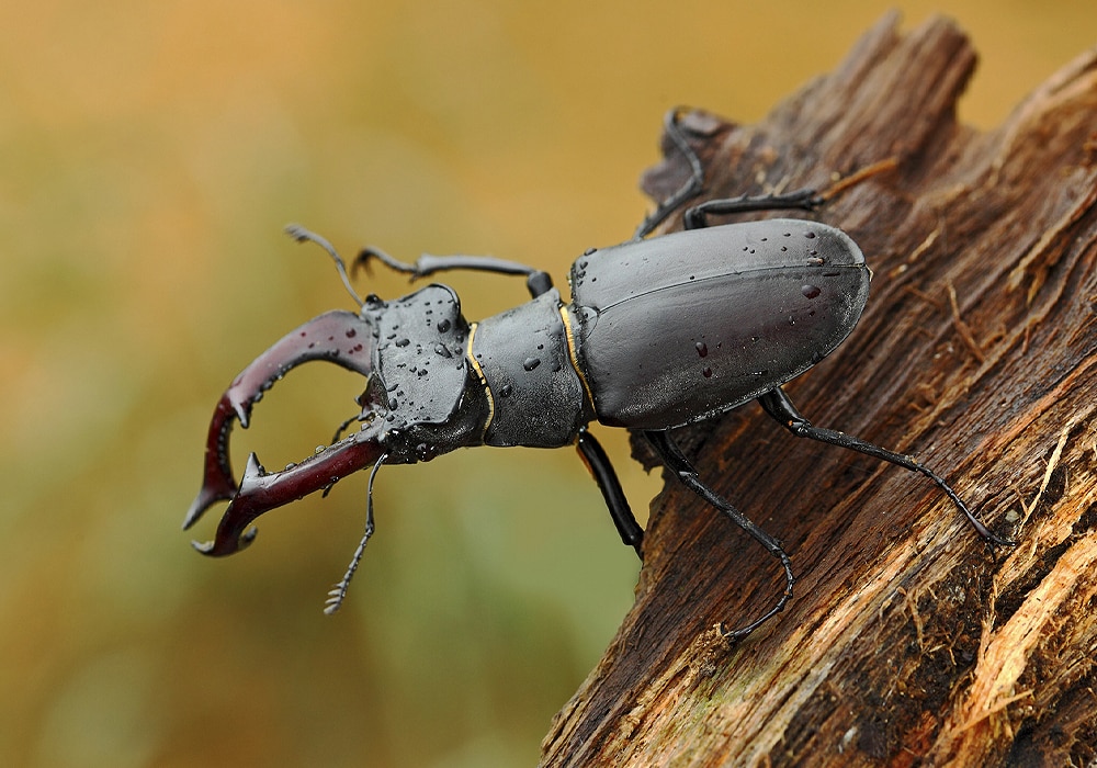 Beetle Symbolism & Meaning (+Totem, Spirit & Omens) World Birds