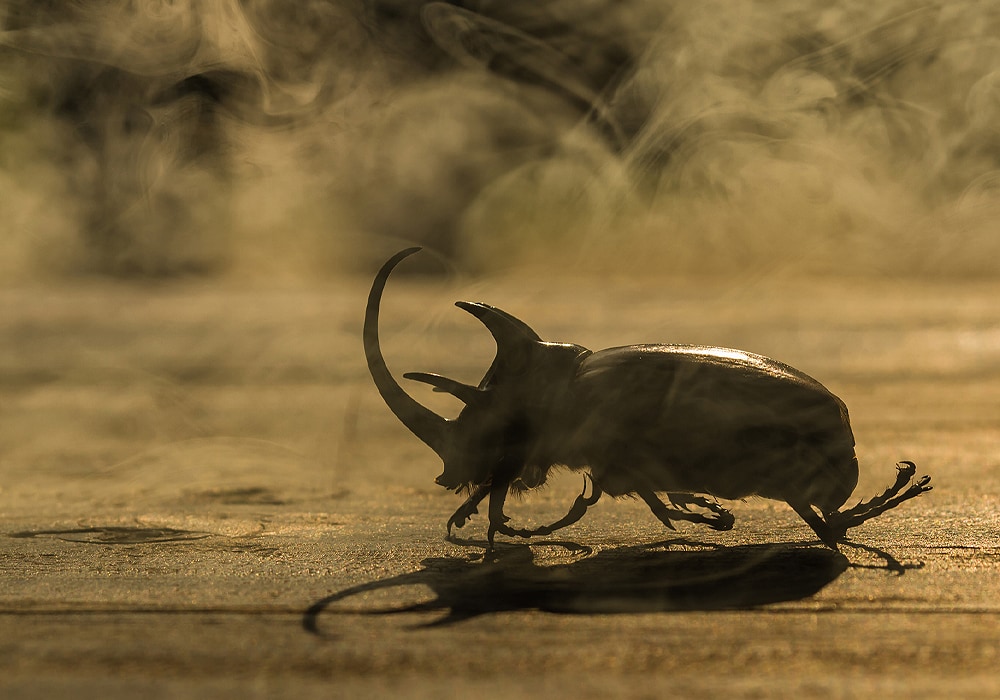 Beetle Symbolism & Meaning (+Totem, Spirit & Omens) World Birds