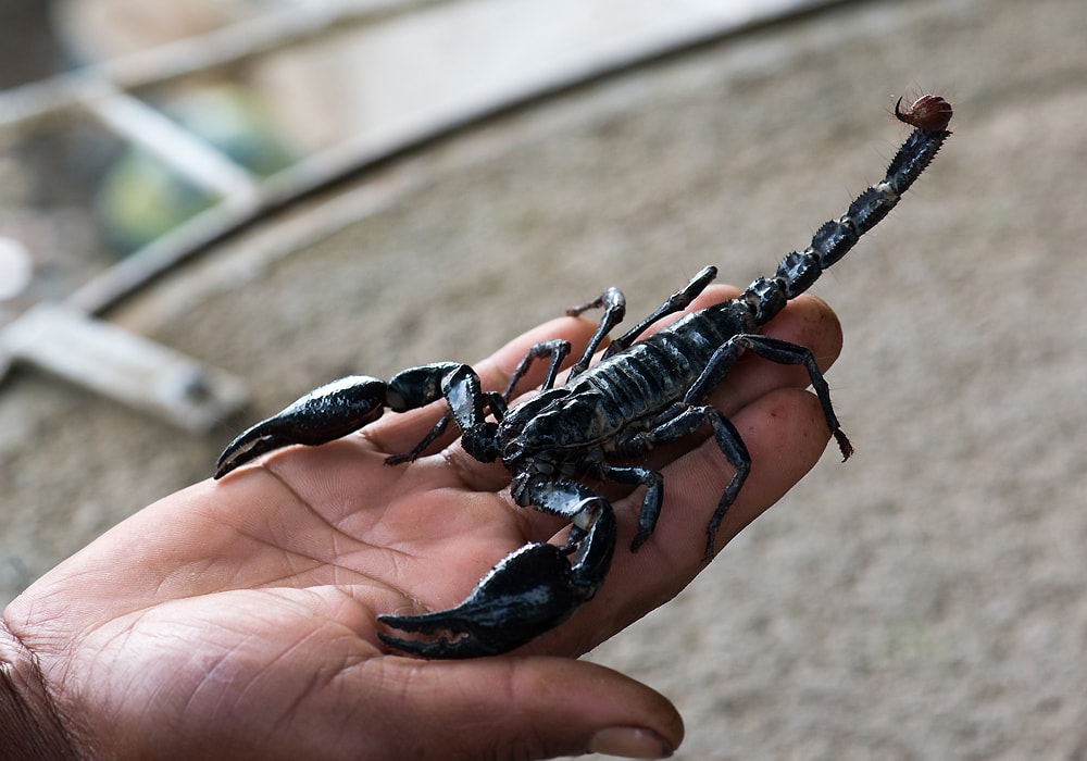 Scorpion Symbolism & Meaning (+Totem, Spirit & Omens) - World Birds 700_x_1000_jpg