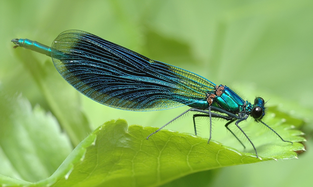 Dragonfly Symbolism & Meaning (+Totem, Spirit & Omens) World Birds