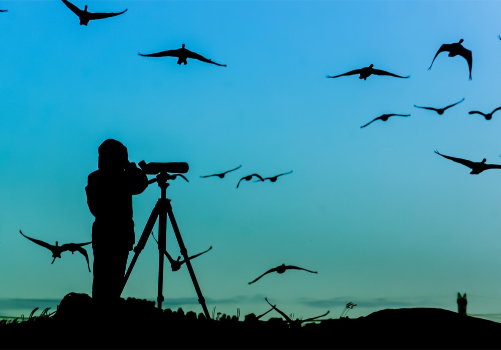 Birding Ethics & Practical Guidelines (incl. Photography) World Birds