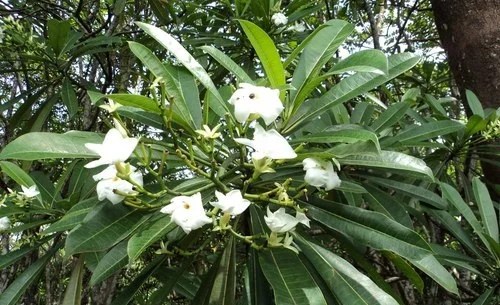 10 Most Dangerous & Deadliest Plants in the World World