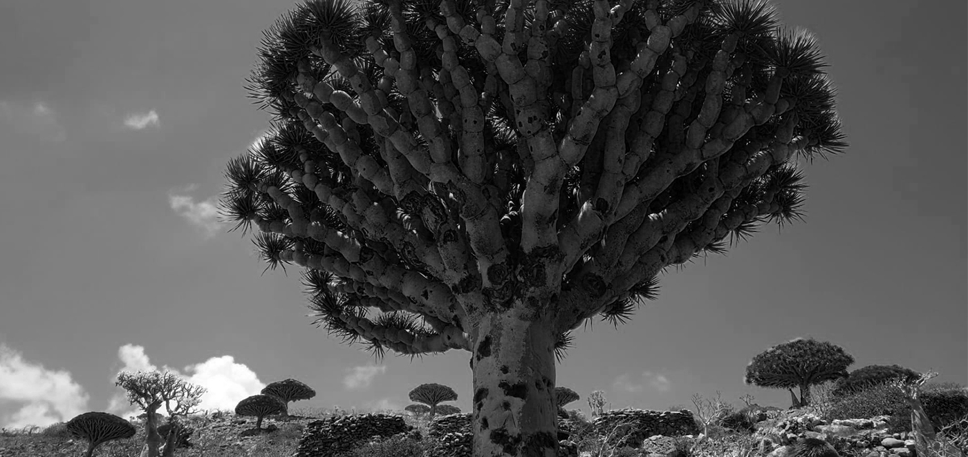 Solinar Wine Label Design by the Labelmaker World Brand Design Society