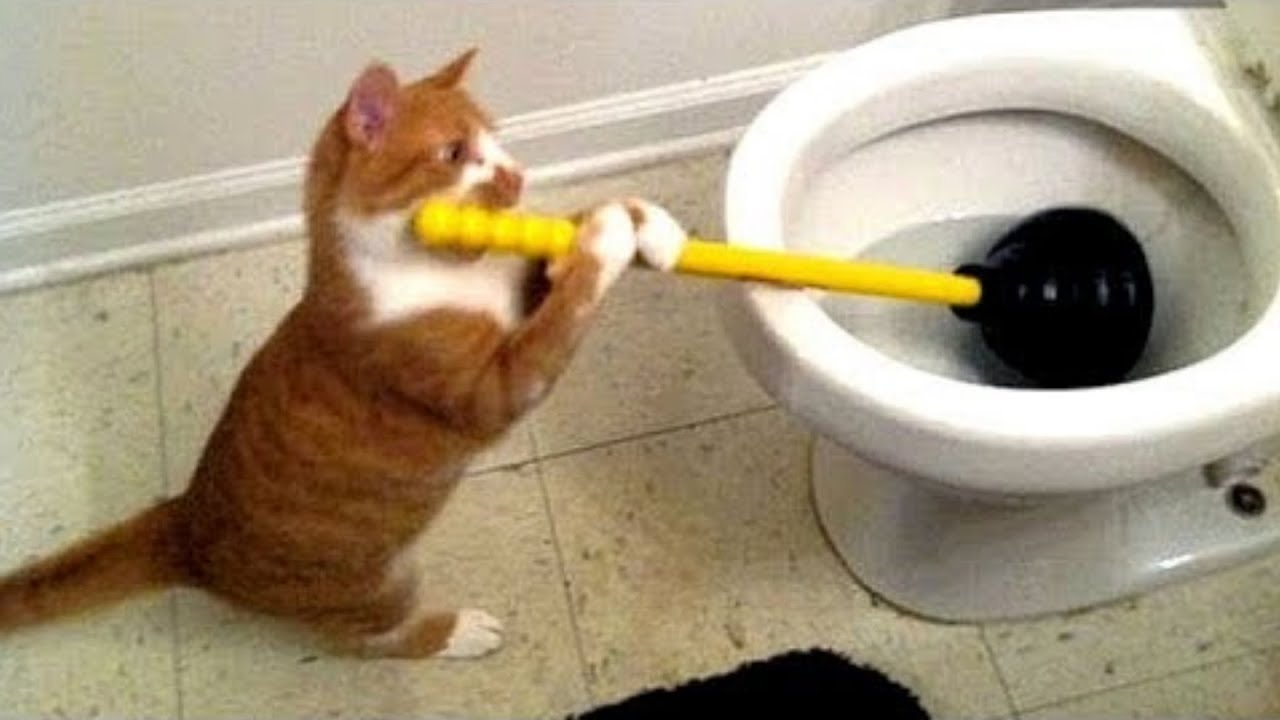 Animals Doing Things 🔴 Funny Cat and Dog Videos Compilation (2018) Animales Haciendo Cosas