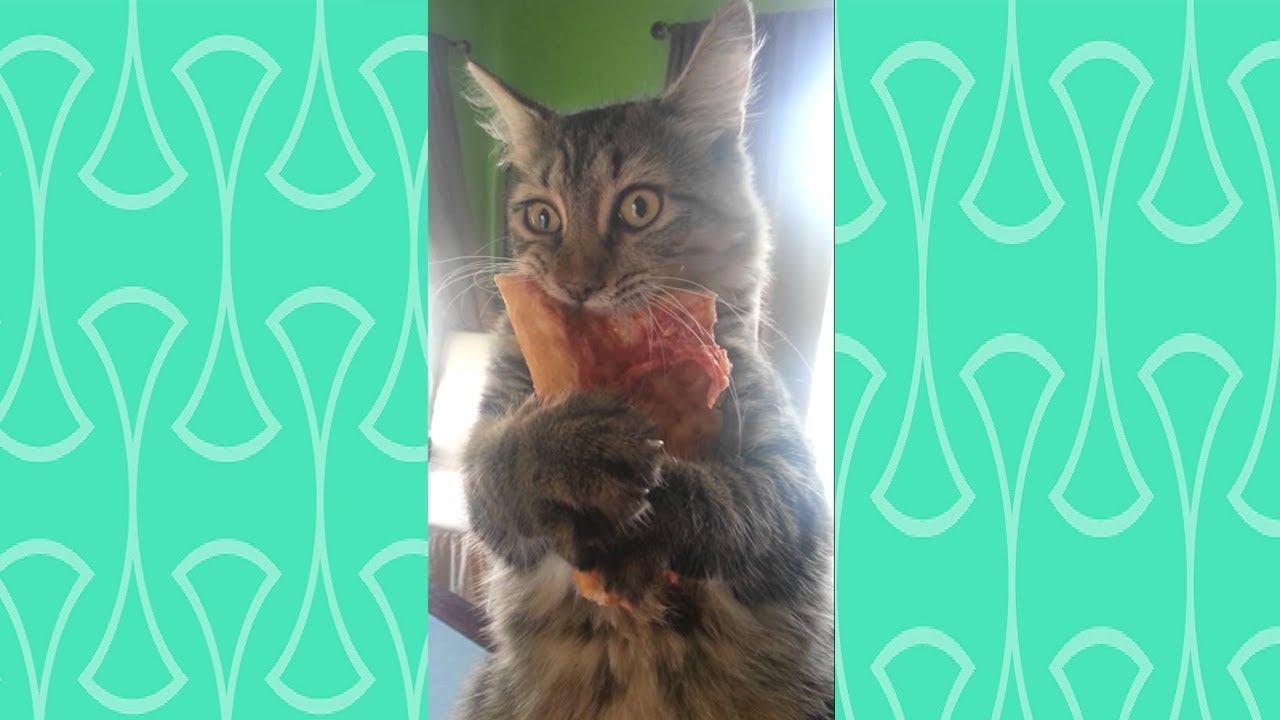FUNNIEST CATS Stealing Food Compilation Funny cat videos 2018 World Cat Comedy