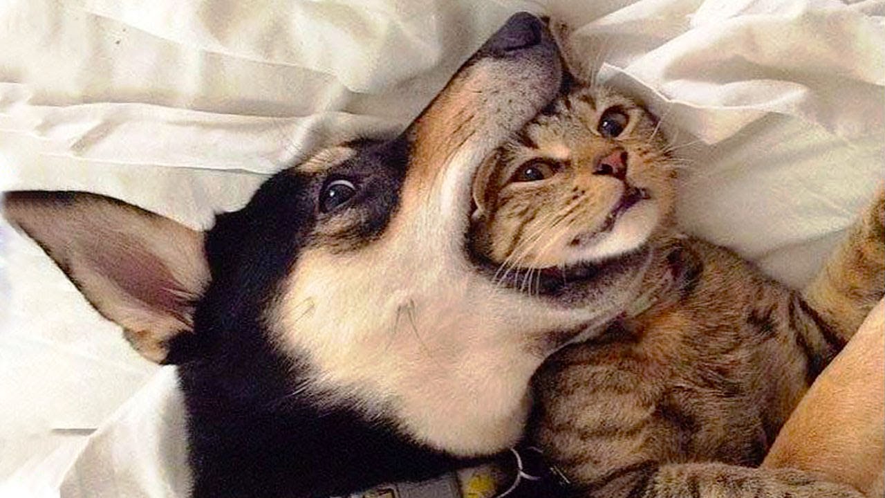 😍 Awesome Cats and Dogs Funny Videos (2018) ️ Awesome Animals