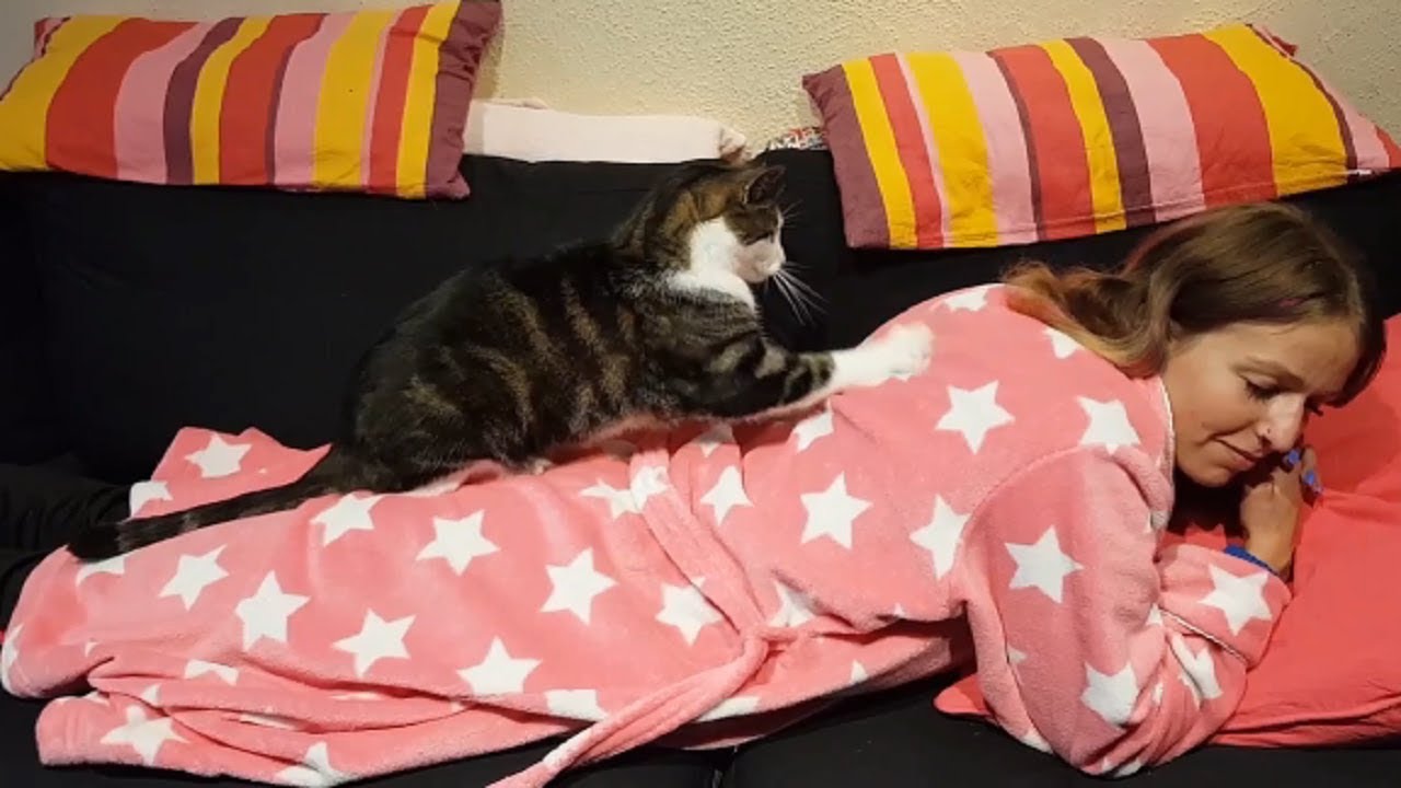 FUNNY CATS MASSAGE LIKE RELAXING IN HOLIDAY Top Funny Cat Compilation