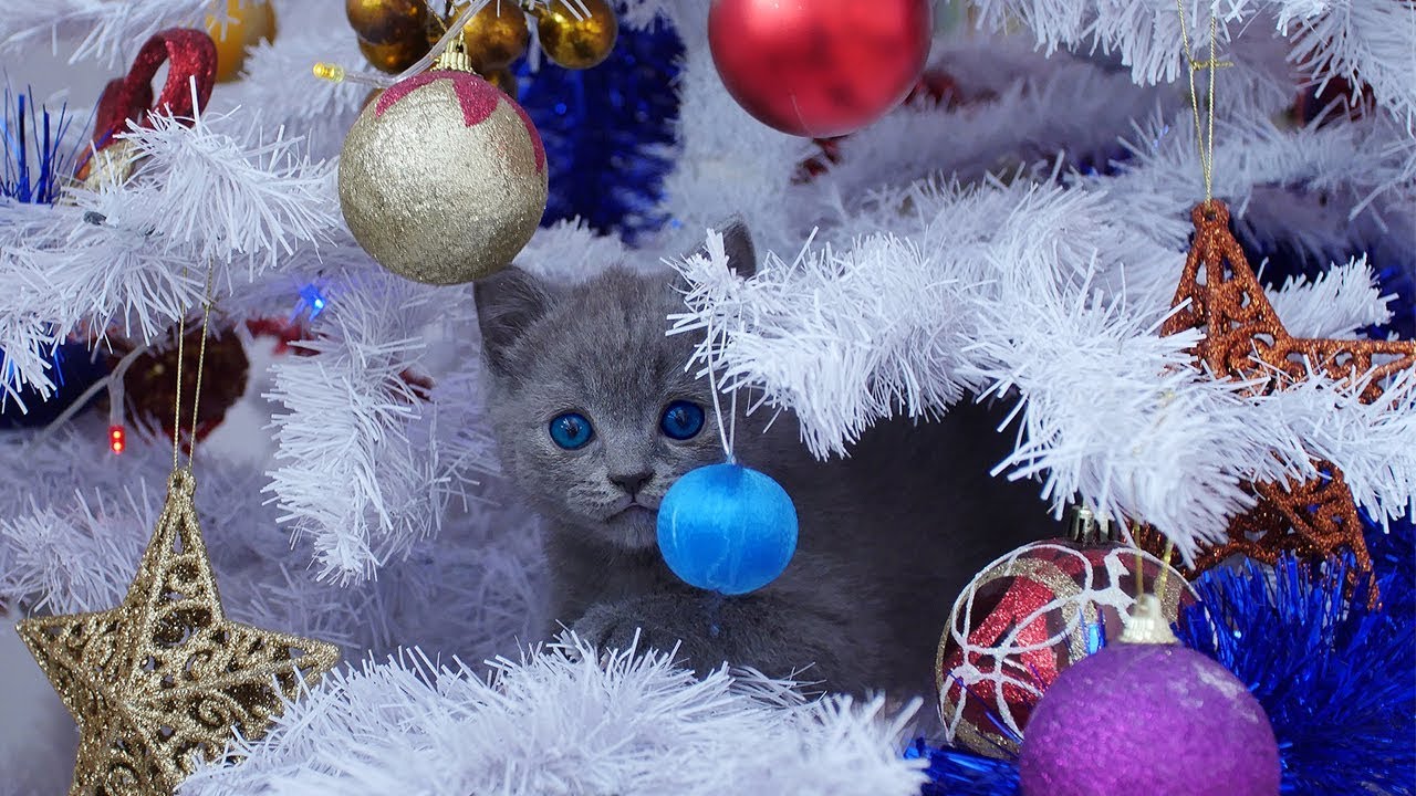 Funny Cats Vs Christmas Tree Cats Vs Tinsel FUNNY CAT VIDEOS