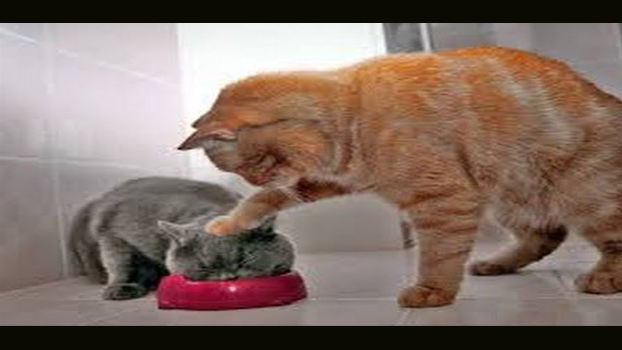 Funny Naughty Cats Compilation 2017 Best Funny Cat Fails Vines