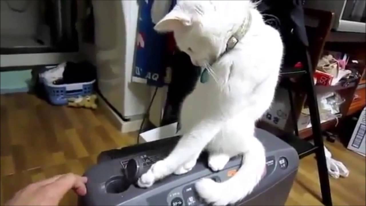 10 Funniest Cat Videos 8 World Cat Comedy