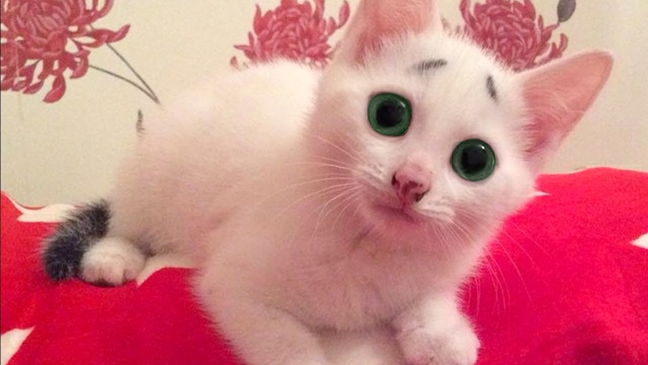 Cute Cats And Kittens Doing Funny Things 🐈 Best FUNNY CAT