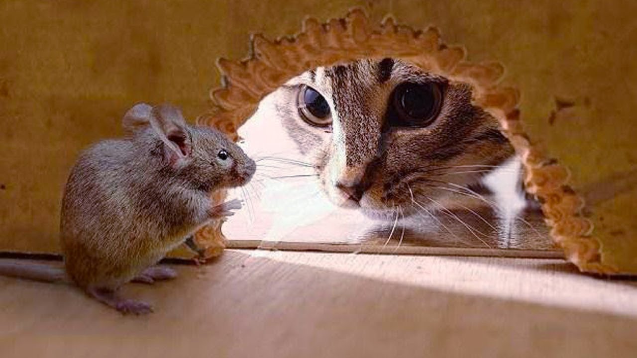 Funny Cat and Mouse Tom and Jerry Real Life FUNNY CATS VIDEO World