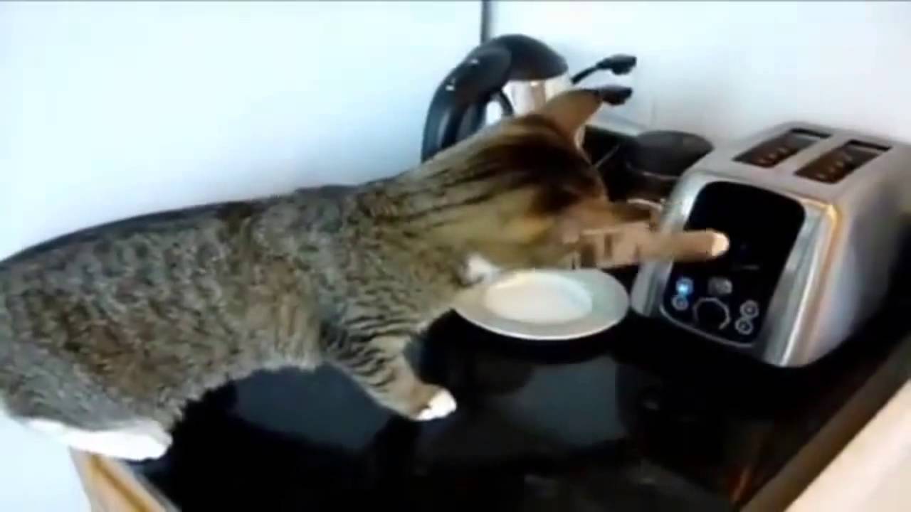 Cat vs Toaster Funny Cats Videos World Cat Comedy