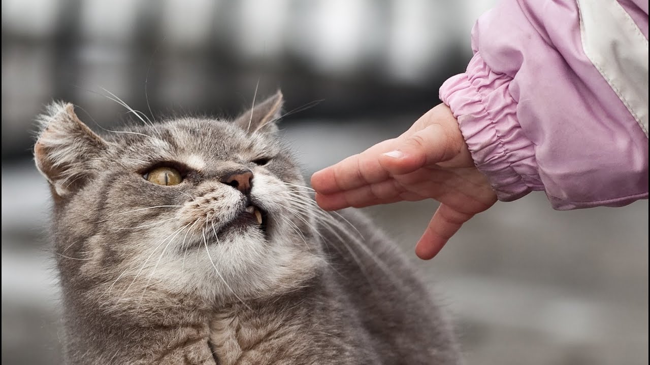 Top 10 Funny Cat Videos of ALL TIME World Cat Comedy