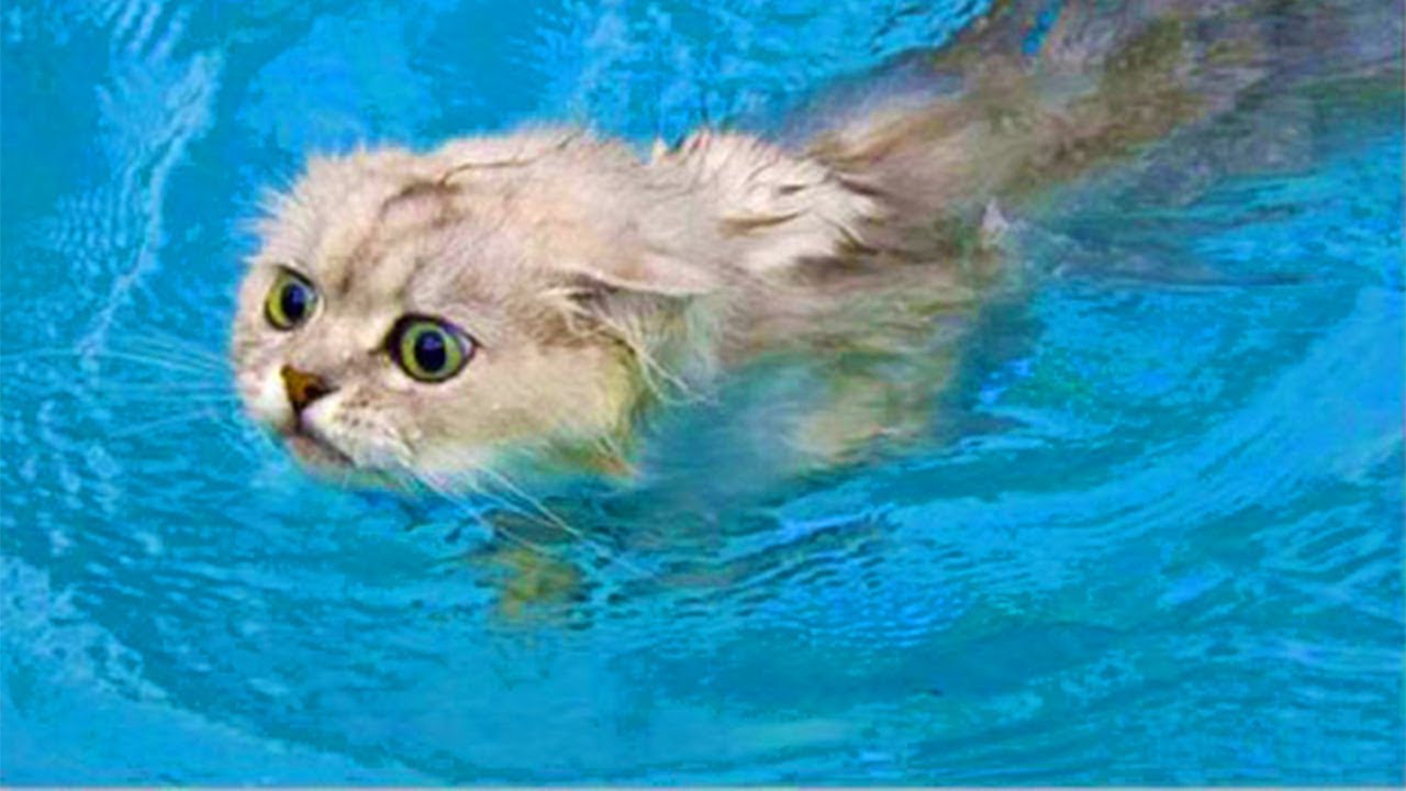 FUNNY And FAILS When Cat Swimming Top Cat Video World Cat Comedy