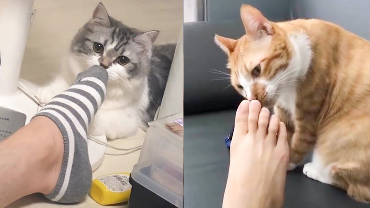 Testing Cat Reaction with Smelling Feet Funny Cat Reaction to Smell