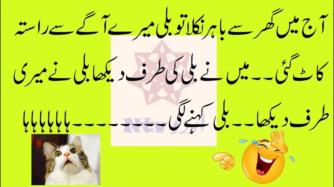 funny cat jokes in urdu by ntv urdu 201920 World Cat Comedy