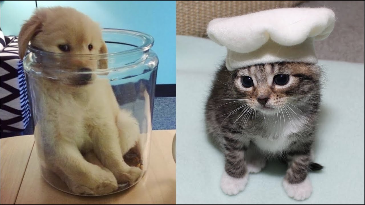 Awolnation Sail And Funny Cats
