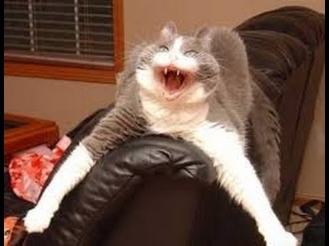 Really Funny Cat Videos World Cat Comedy