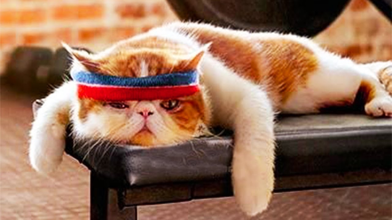 Fighting Cat! Cat Do Exercise Like Athletes Top Funny Cat Video