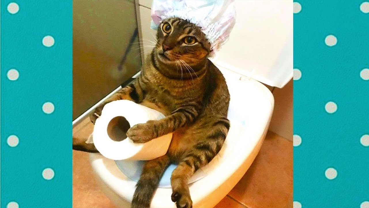 Ultimate Cute Cats vs Epic Fails of Cat Compilation Top Funny Cat