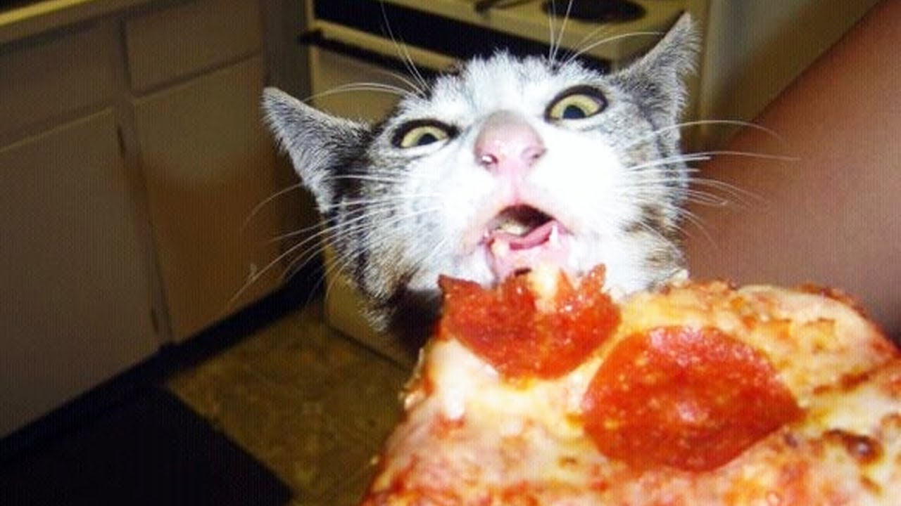 BEST DANK CAT MEMES COMPILATION OF DECEMBER 2019 World Cat Comedy