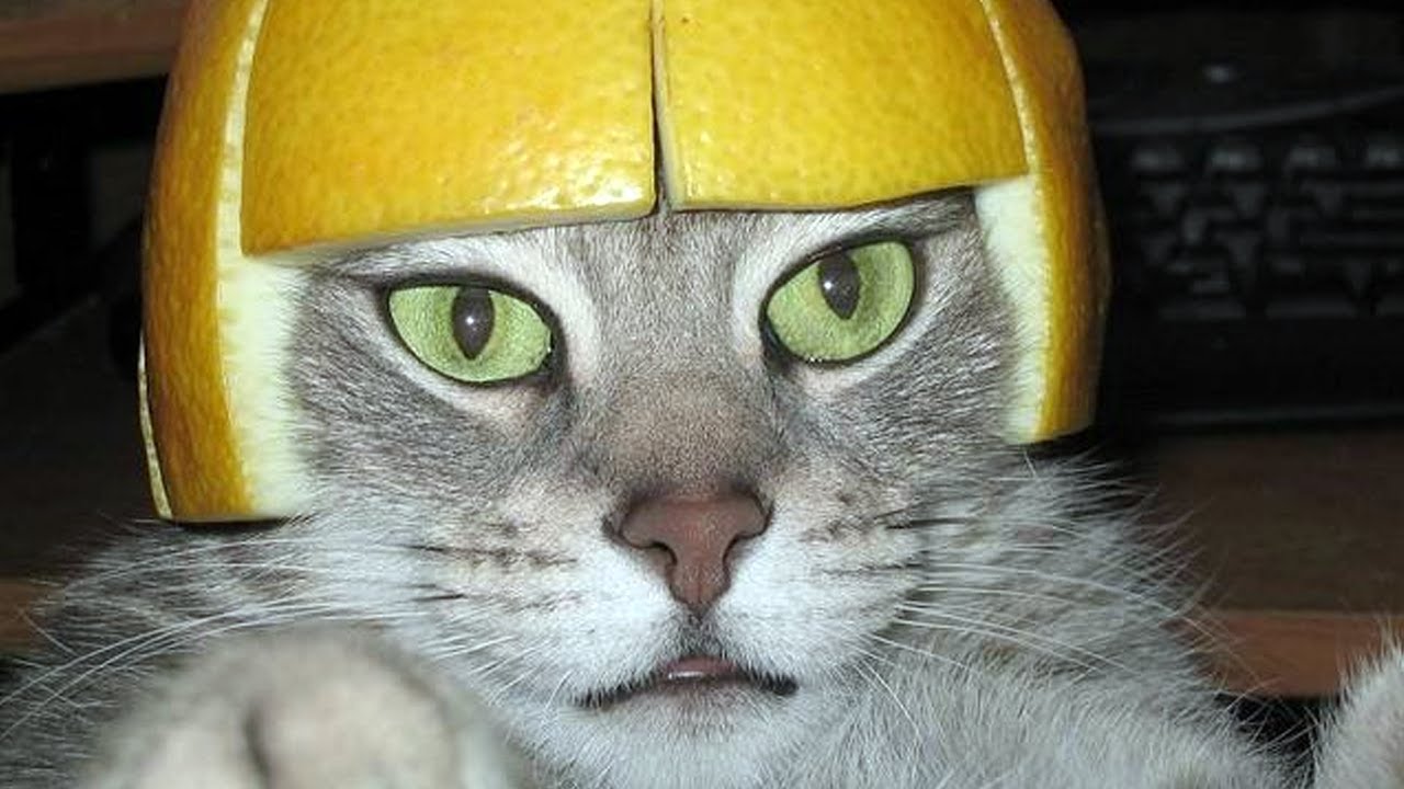 BEST DANK CAT MEMES COMPILATION OF 2019 WITH FUNNY CATS