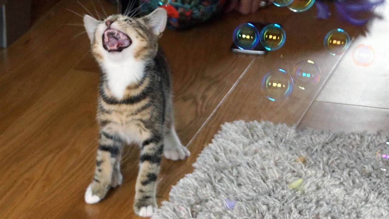 Funny Cats and Kittens Playing With Bubbles Funny Cat