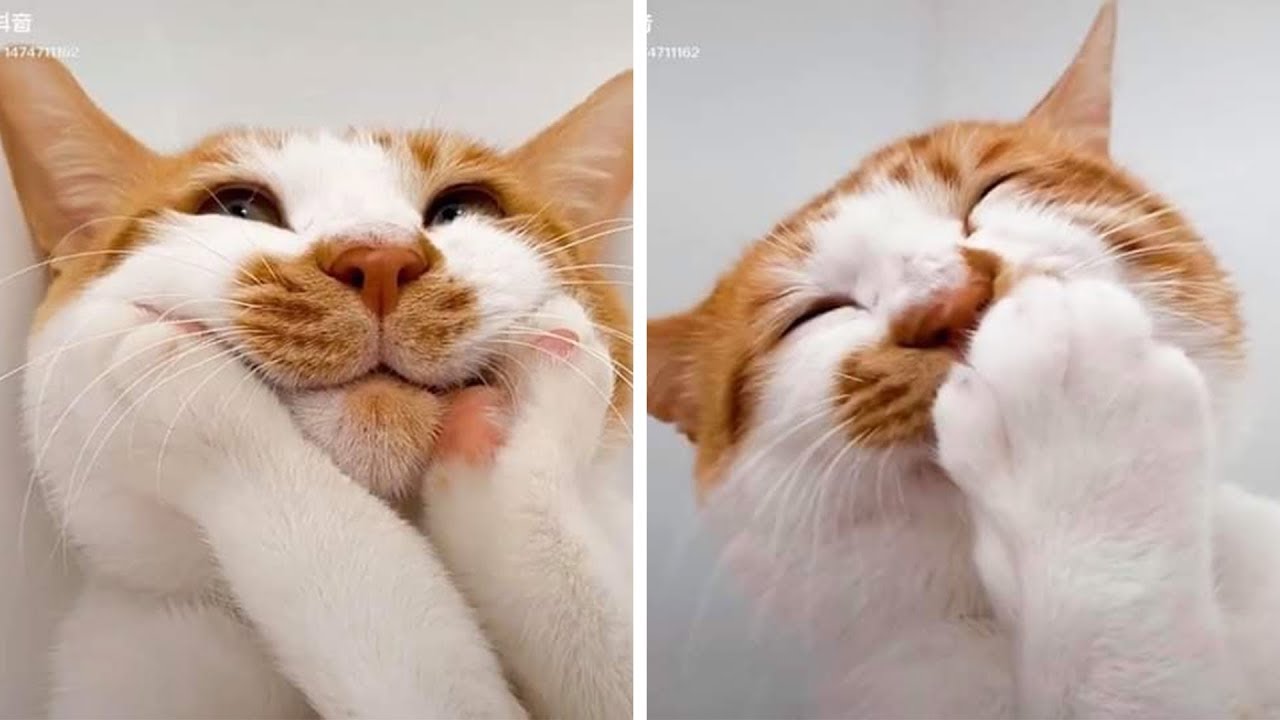 The Cats Have Funny Reactions 🐱 Funniest Videos Of The