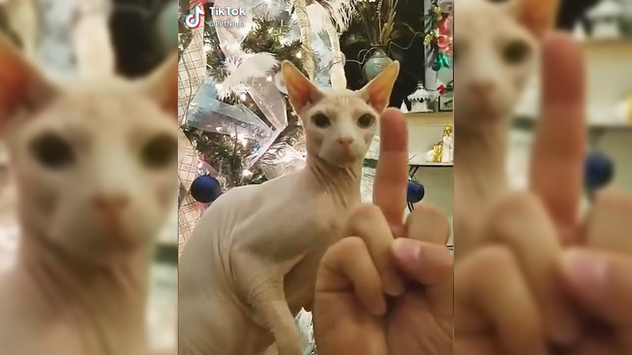 BEST CAT MEMES & TIKTOKS COMPILATION OF 2020 (FUNNY CATS