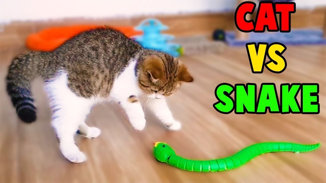 Cutest Cats, So Funny Cats Reaction to Snake Toy, Funny Cats Videos by